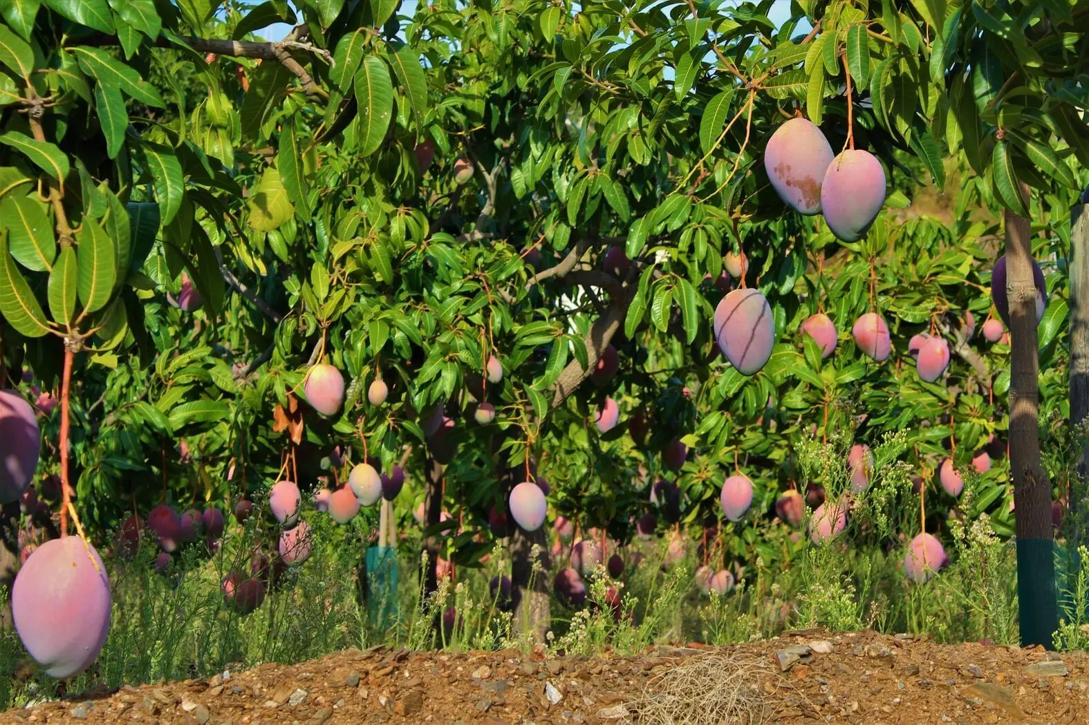 Experiencias gastronómicas en Nerja — imagen 2