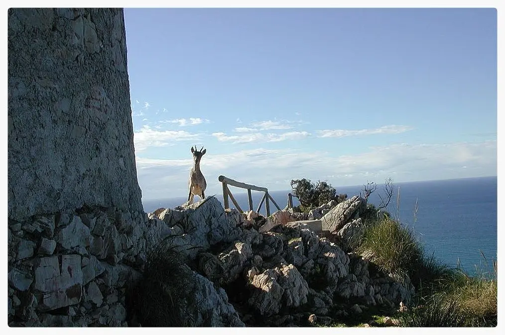 Cabra montés sobre las rocas junto a una torre vigía, con el mar al fondo