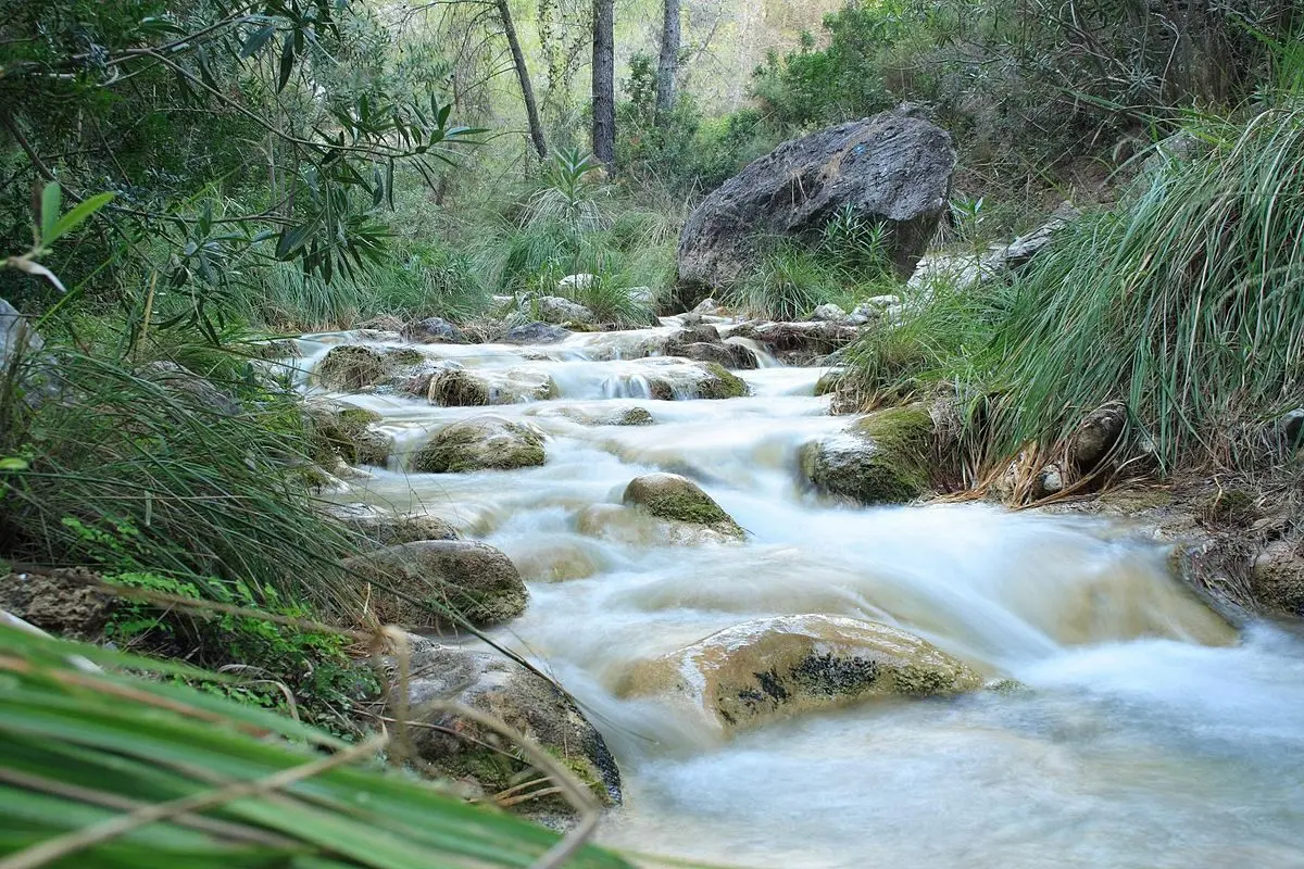 Río Chíllar bajando entre rocas con musgo, cañas y pinos en la orilla