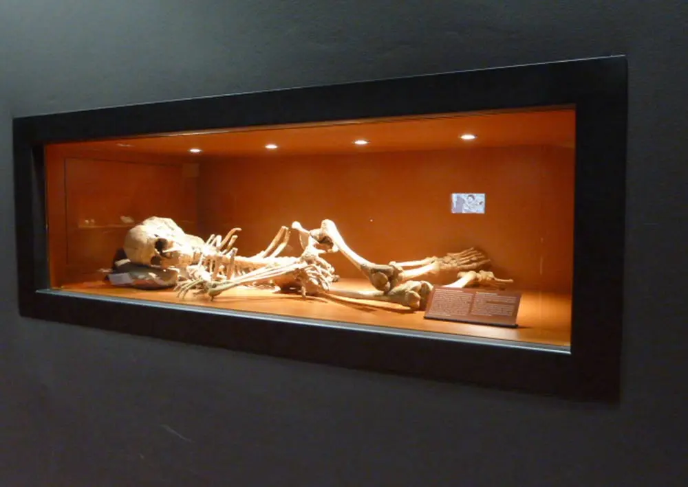 Vitrina empotrada con un esqueleto prehistórico y su cartela en el Museo de Nerja
