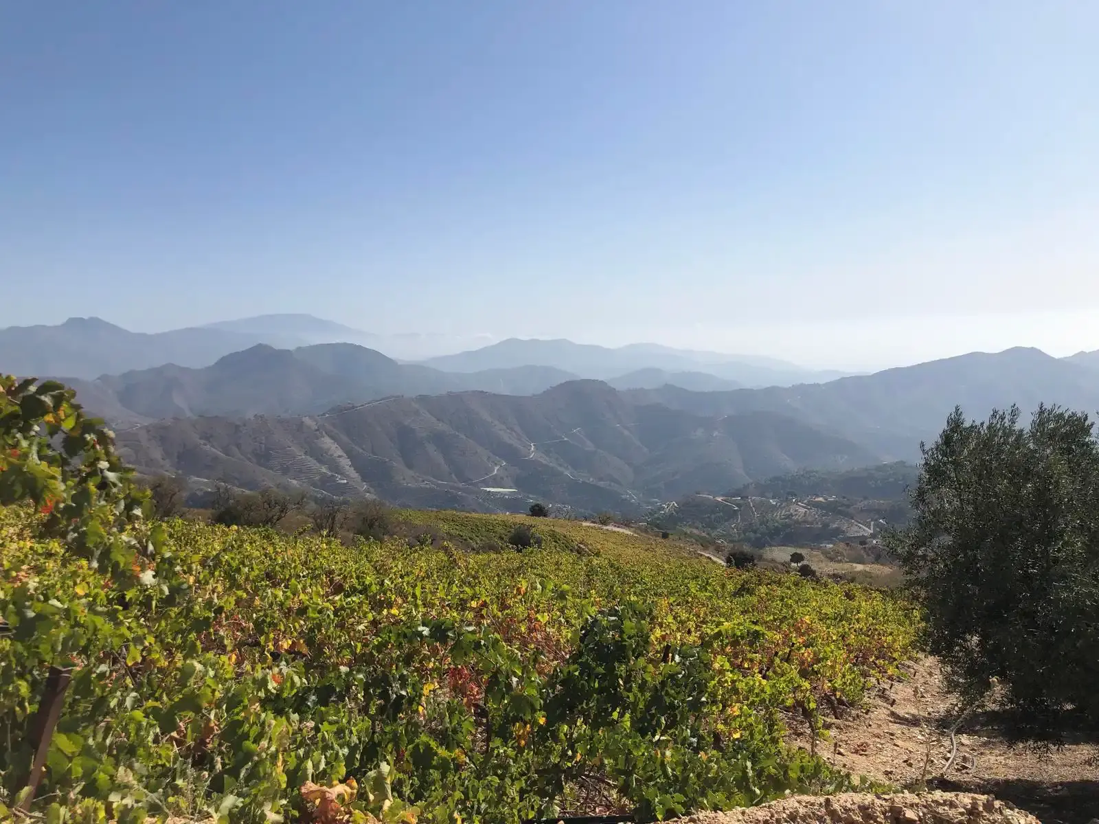 Viñedo al inicio de la ruta al Peñón de los Castillejos, con las sierras de la Axarquía al fondo