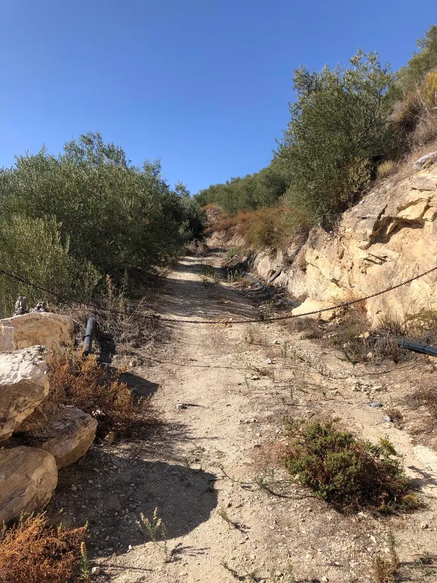 Camino de tierra entre olivos y taludes de roca en la subida a los Castillejos