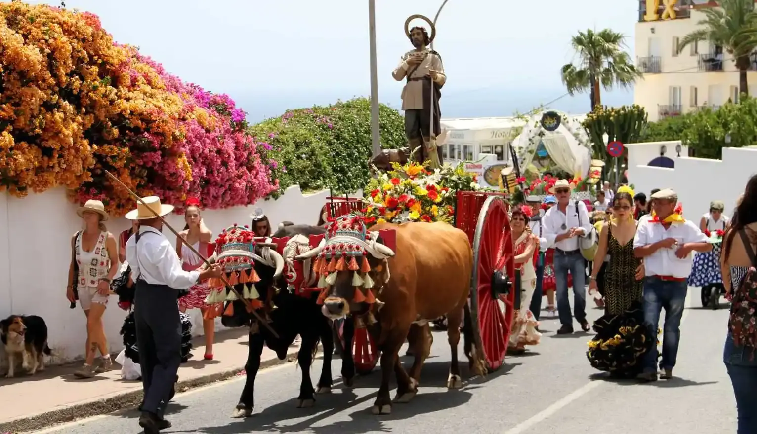 Bueyes con la carreta de San Isidro entre buganvillas, seguidos por romeros vestidos de flamenca