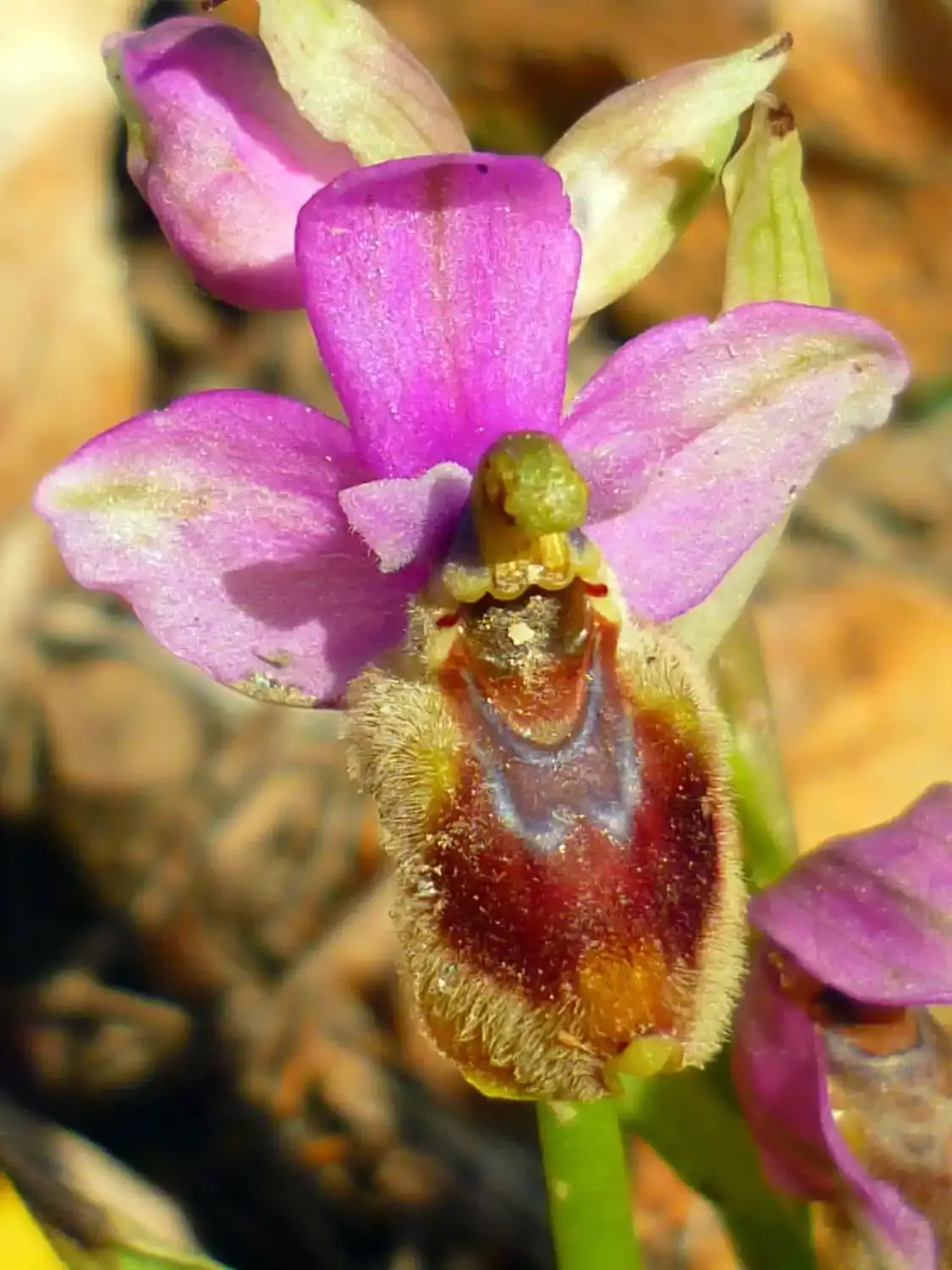 Primer plano de una orquídea silvestre de pétalos rosas y labelo marrón aterciopelado