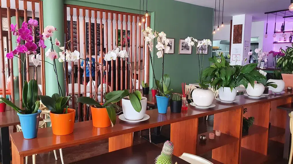 Barra de madera decorada con orquídeas en macetas de colores en el comedor