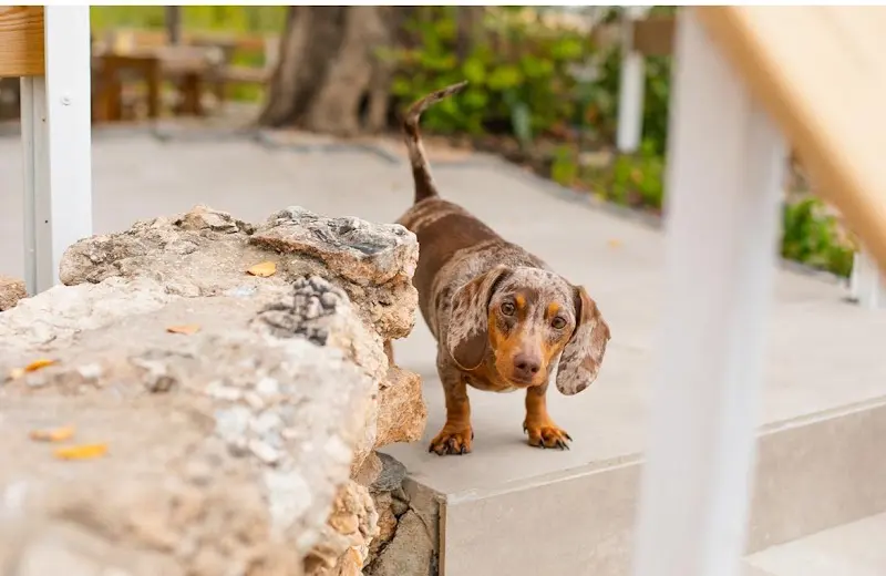 Perro salchicha en un escalón junto a unas rocas en el recinto del camping